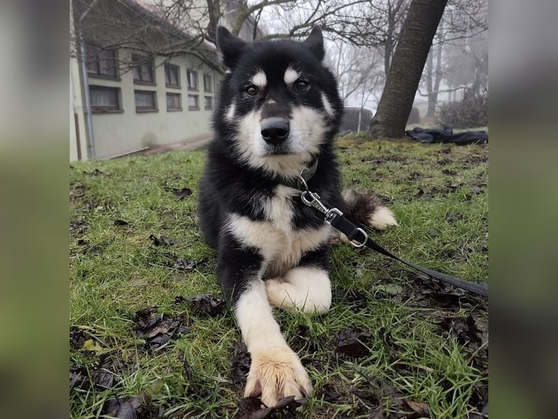 Hachiko ein ganz toller Mensch bezogener Rüde