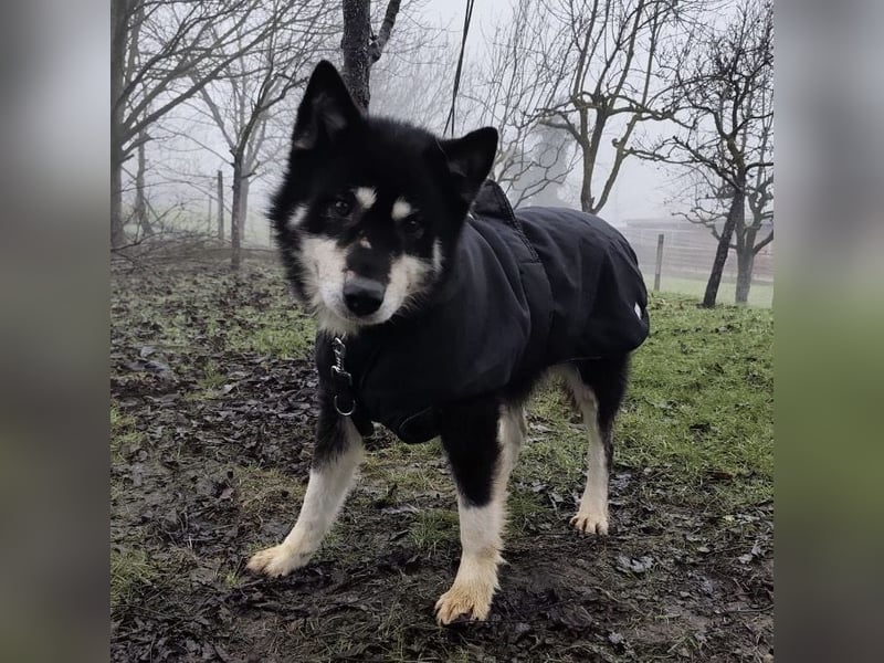 Hachiko ein ganz toller Mensch bezogener Rüde