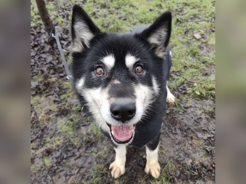 Hachiko ein ganz toller Mensch bezogener Rüde