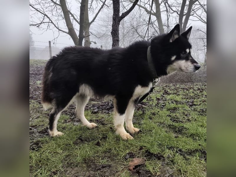 Hachiko ein ganz toller Mensch bezogener Rüde