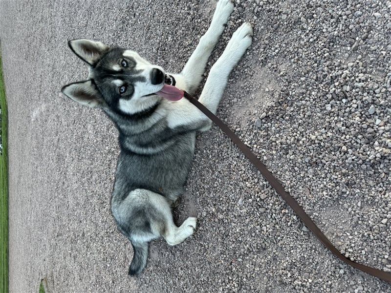 Siberian Husky