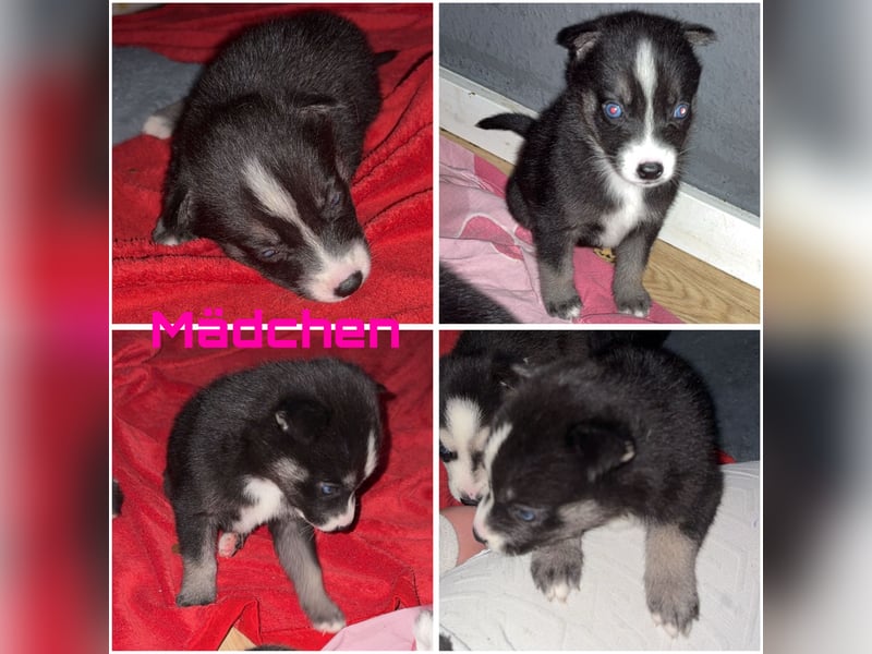 Siberian Husky Welpen