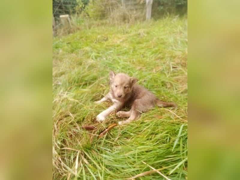 Husky: Kleiner Wirbelwind plus Geschwister suchen zu Hause