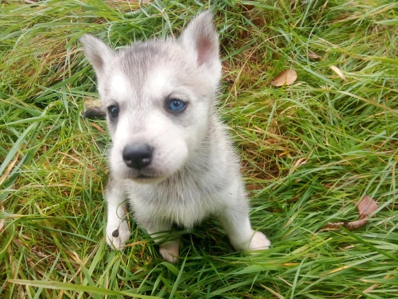 Husky: Kleiner Wirbelwind plus Geschwister suchen zu Hause