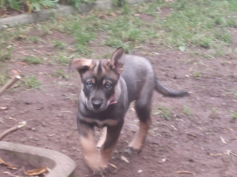 Siberian Husky mix.Welpe Hündin 10 Wochen # Rottsky # abgabebereit