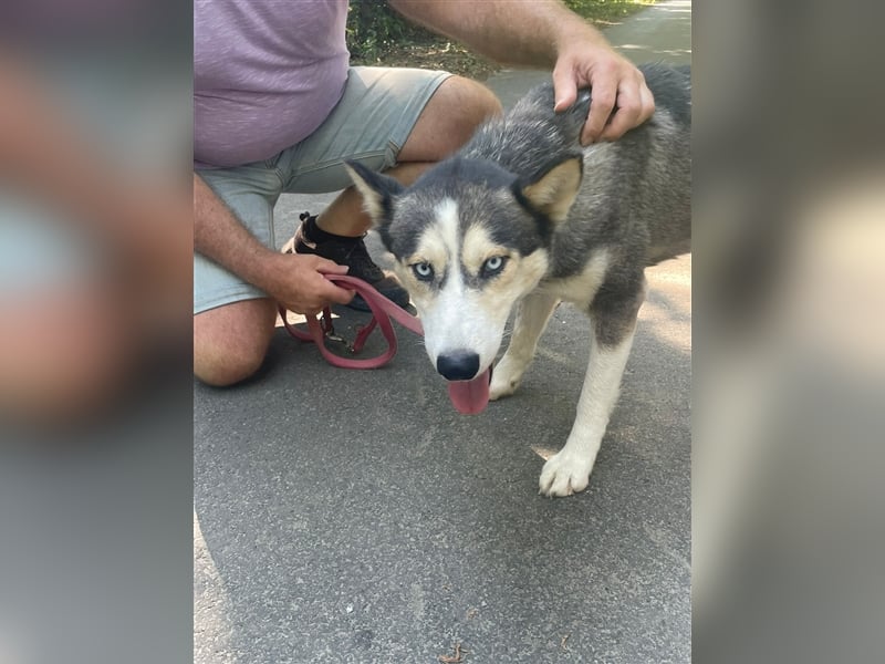 Filli, wo sind die aktiven Menschen für diese hübsche Husky Dame?