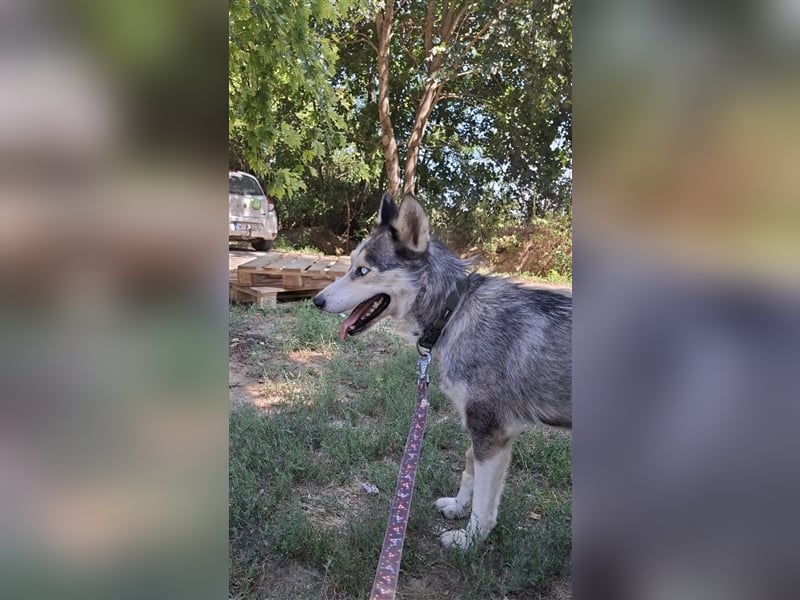 Filli, wo sind die aktiven Menschen für diese hübsche Husky Dame?