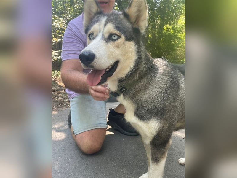 Filli, wo sind die aktiven Menschen für diese hübsche Husky Dame?