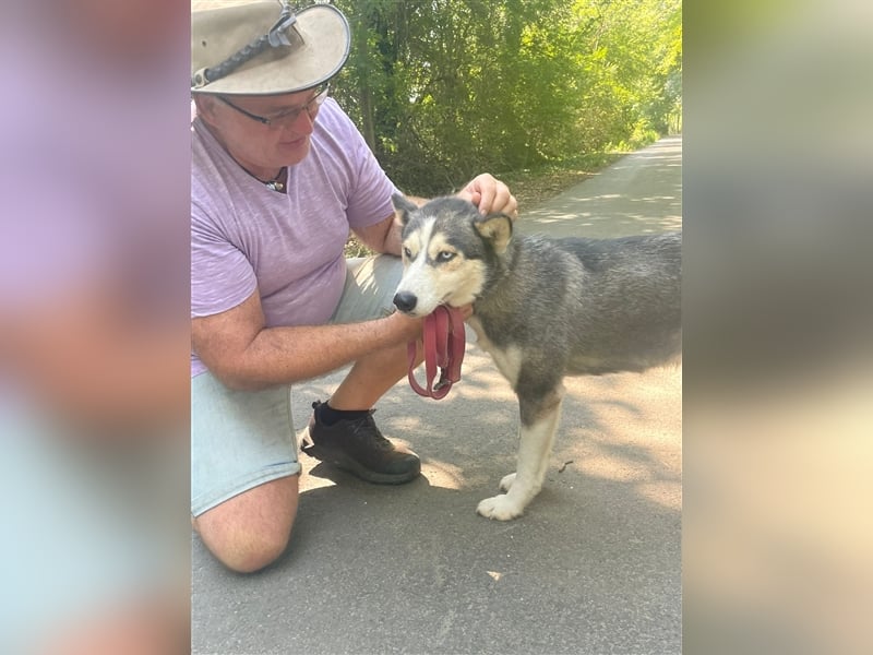 Filli, wo sind die aktiven Menschen für diese hübsche Husky Dame?