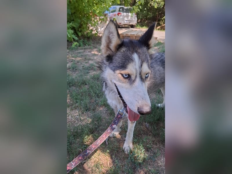 Filli, wo sind die aktiven Menschen für diese hübsche Husky Dame?