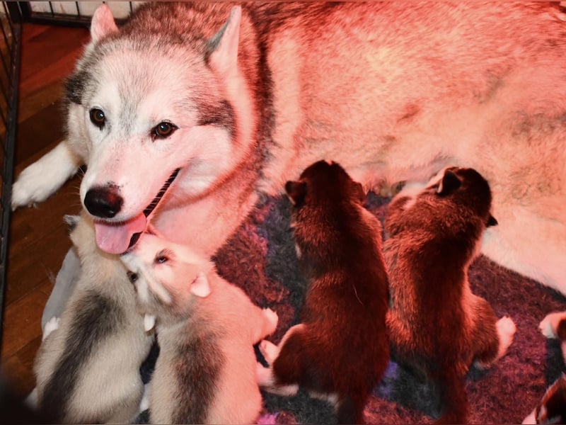 Cuccioli di Siberian Husky Occhi Impari e scuri - Pedigree ENCI/FCI