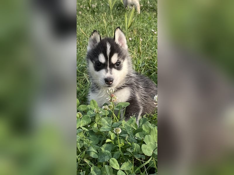 Cuccioli di Siberian Husky Occhi Impari e scuri - Pedigree ENCI/FCI