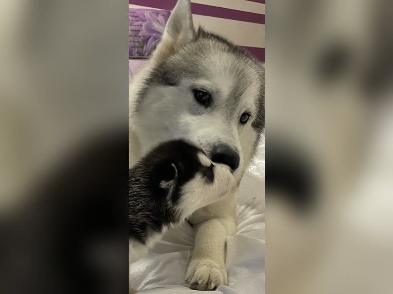 Cuccioli di Siberian Husky Occhi Impari e scuri - Pedigree ENCI/FCI