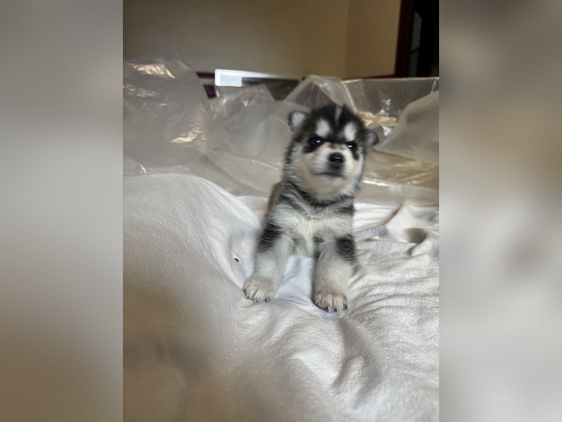 Cuccioli di Siberian Husky Occhi Impari e scuri - Pedigree ENCI/FCI