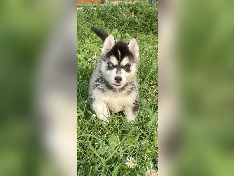 Cuccioli di Siberian Husky Occhi Impari e scuri - Pedigree ENCI/FCI