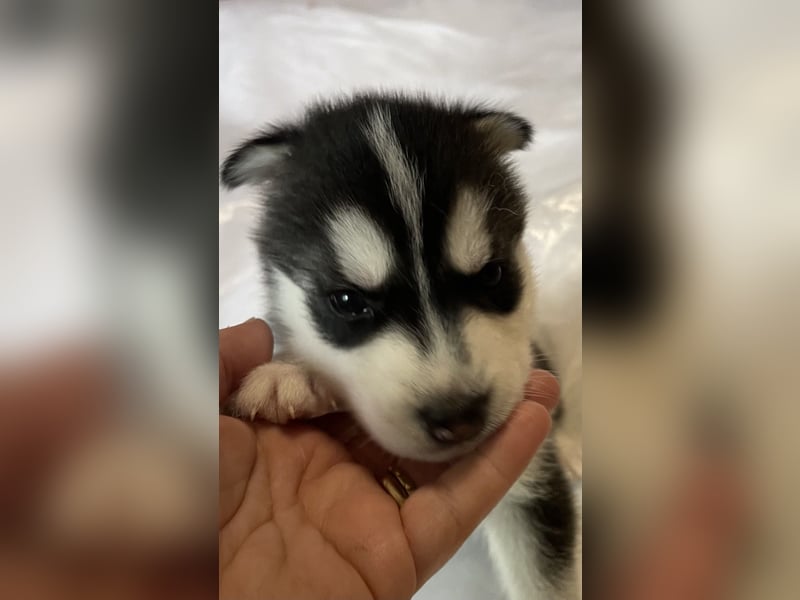 Cuccioli di Siberian Husky Occhi Impari e scuri - Pedigree ENCI/FCI