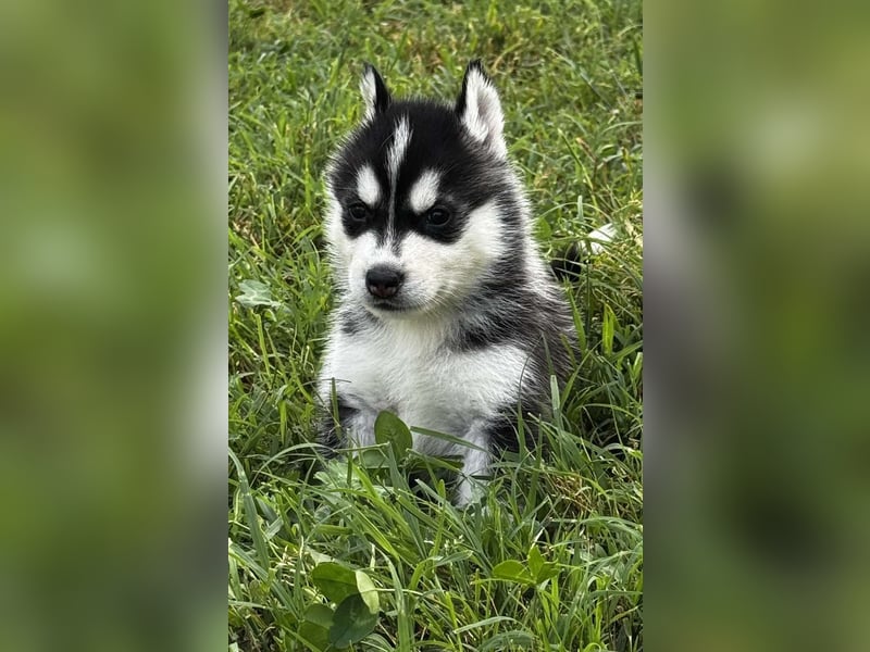 Cuccioli di Siberian Husky Occhi Impari e scuri - Pedigree ENCI/FCI