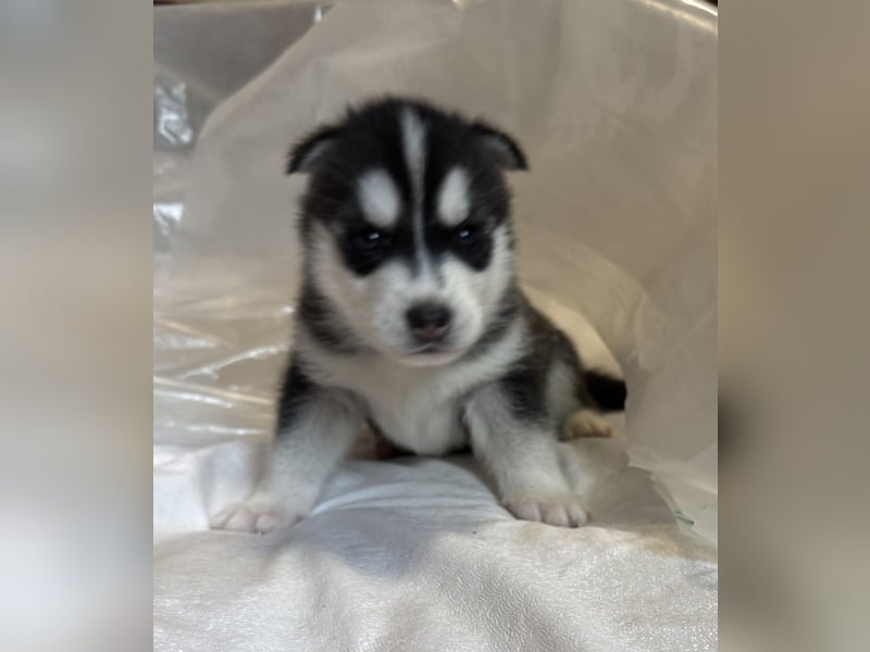 Cuccioli di Siberian Husky Occhi Impari e scuri - Pedigree ENCI/FCI