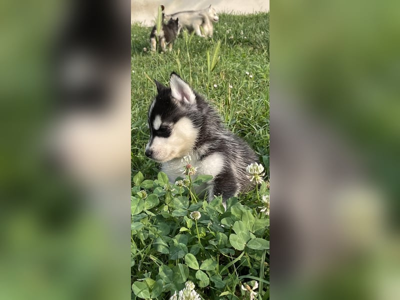 Cuccioli di Siberian Husky Occhi Impari e scuri - Pedigree ENCI/FCI
