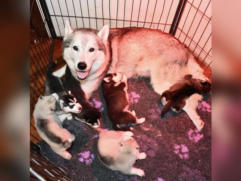 Cuccioli di Siberian Husky Occhi Impari e scuri - Pedigree ENCI/FCI