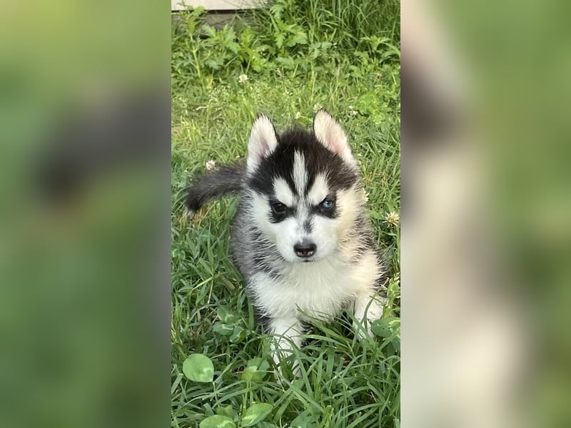 Cuccioli di Siberian Husky Occhi Impari e scuri - Pedigree ENCI/FCI