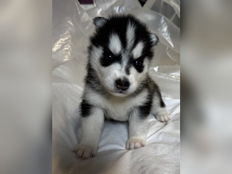 Cuccioli di Siberian Husky Occhi Impari e scuri - Pedigree ENCI/FCI