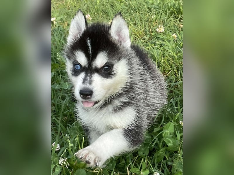 Cuccioli di Siberian Husky Occhi Impari e scuri - Pedigree ENCI/FCI