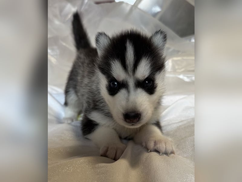 Cuccioli di Siberian Husky Occhi Impari e scuri - Pedigree ENCI/FCI