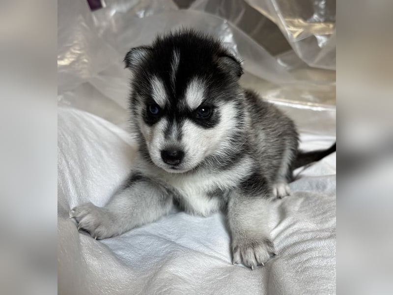 Cuccioli di Siberian Husky Occhi Impari e scuri - Pedigree ENCI/FCI