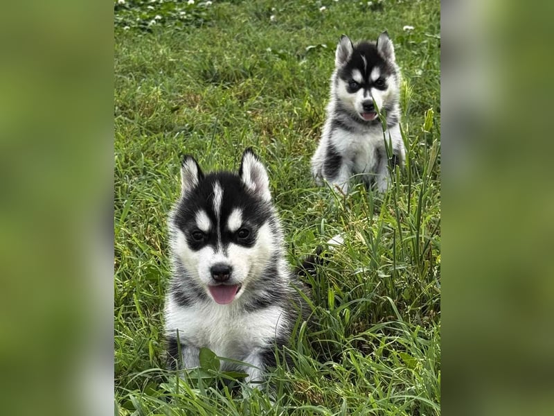 Cuccioli di Siberian Husky Occhi Impari e scuri - Pedigree ENCI/FCI