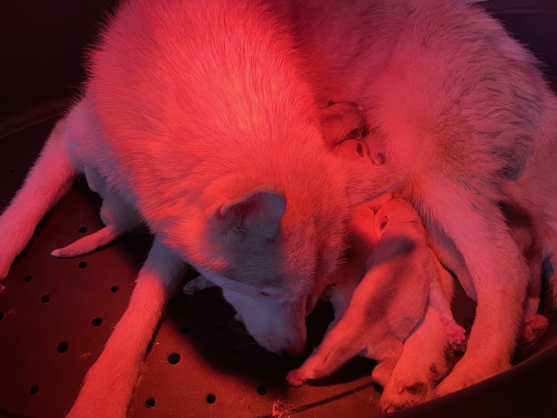 Cuccioli di siberian Husky di qualità con pedigree ENCI/FCI