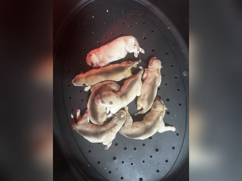 Cuccioli di siberian Husky di qualità con pedigree ENCI/FCI