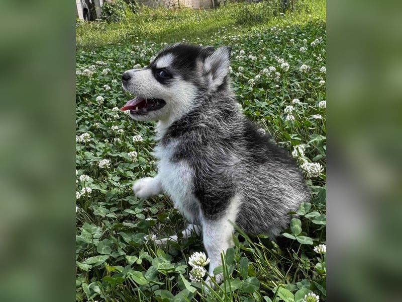 Cuccioli di Siberian Husky Occhi Impari e scuri - Pedigree ENCI/FCI