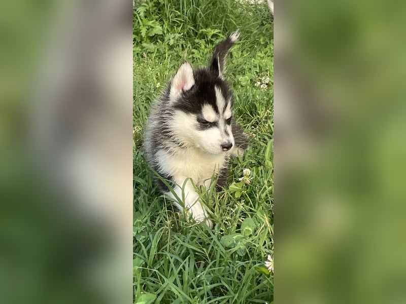 Cuccioli di Siberian Husky Occhi Impari e scuri - Pedigree ENCI/FCI