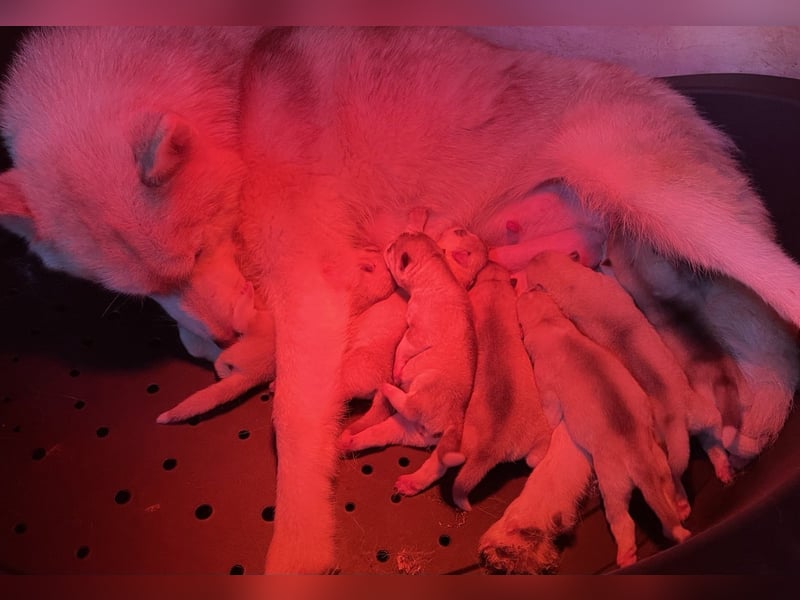Cuccioli di siberian Husky di qualità con pedigree ENCI/FCI