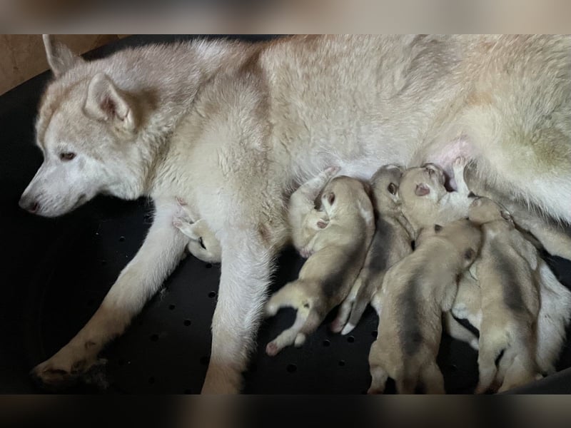Cuccioli di siberian Husky di qualità con pedigree ENCI/FCI