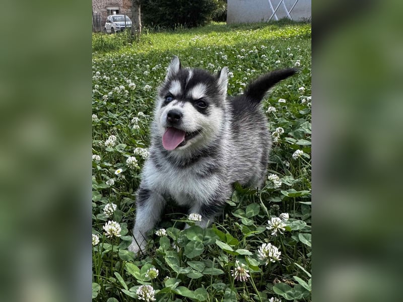 Cuccioli di Siberian Husky Occhi Impari e scuri - Pedigree ENCI/FCI