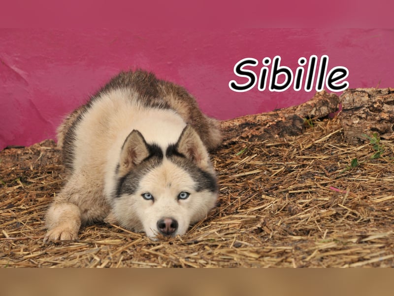Werden Sie ein Fan von Sibille?