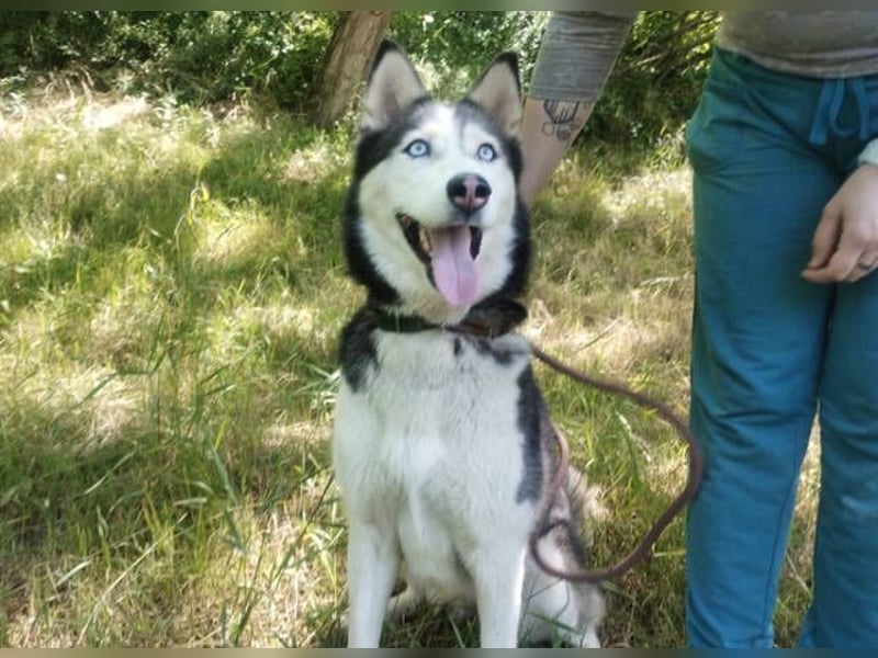 Akira, Husky