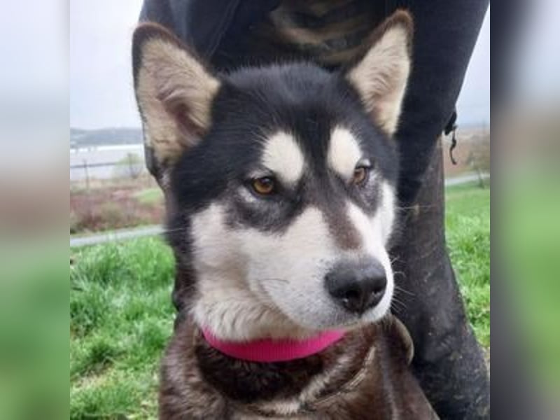 Luna, Husky Mischling