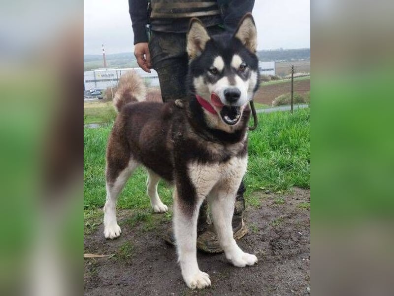 Luna, Husky Mischling