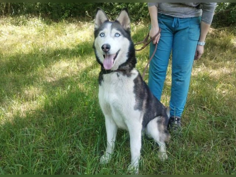 Akira, Husky