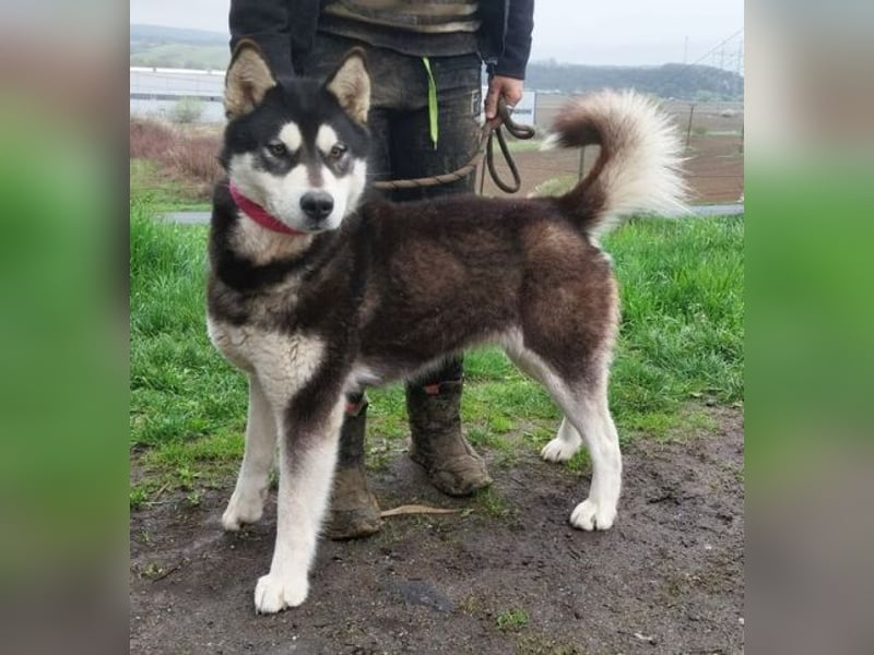 Luna, Husky Mischling