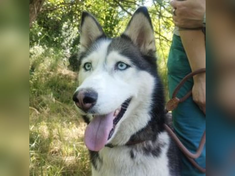 Akira, Husky
