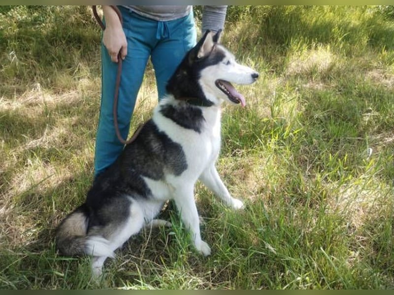 Akira, Husky
