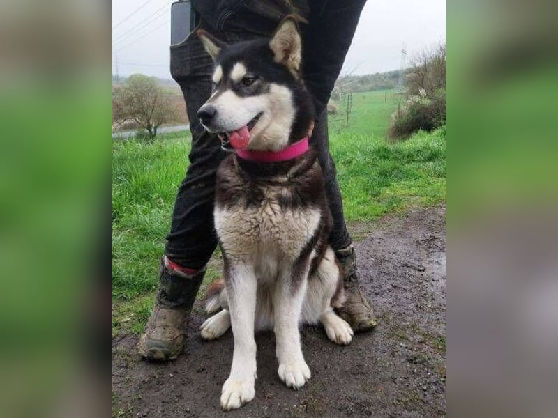 Luna, Husky Mischling