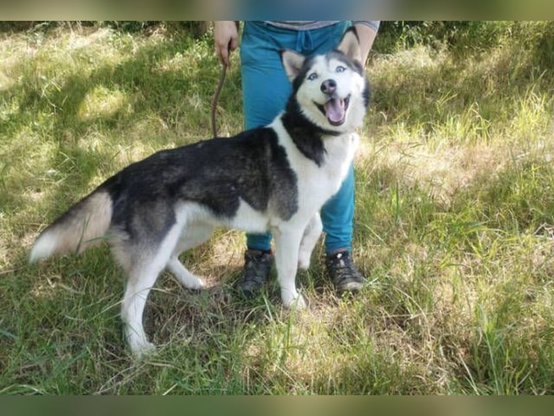 Akira, Husky