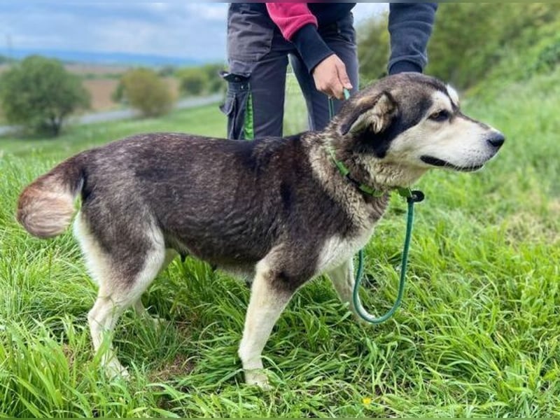Nala, Husky Mischling
