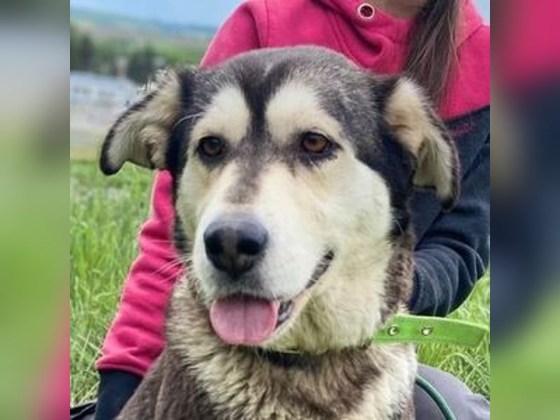 Nala, Husky Mischling