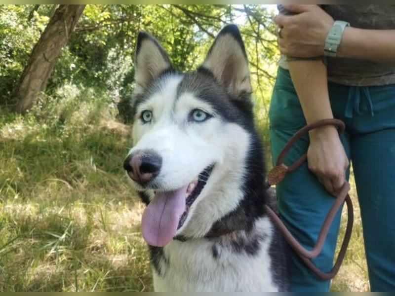 Akira, Husky